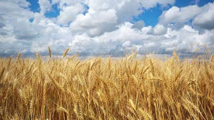 Siguen trigueros esperando gestión del Gobierno del Estado sobre precio del trigo.