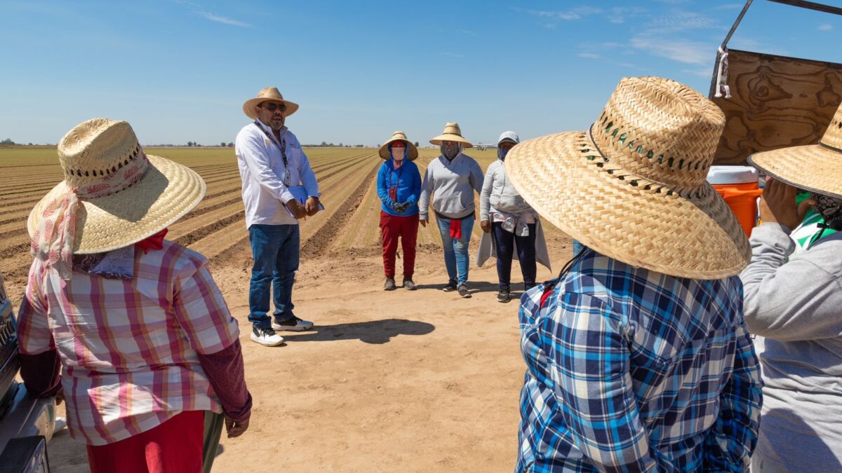 STPS BC REALIZA OPERATIVO DE INSPECCIÓN EN EMPRESAS AGRÍCOLAS DEL VALLE DE MEXICALI