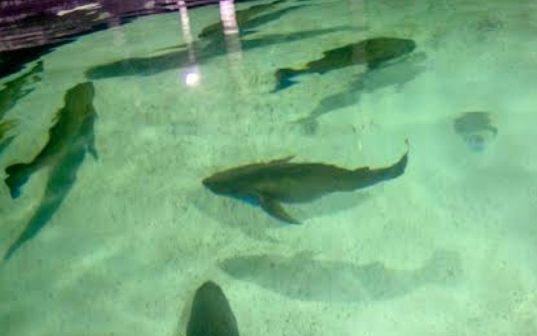 La UABC podria alcanzar ingresos hasta por 5 millones de dólares por exportación totoaba de cultivo.