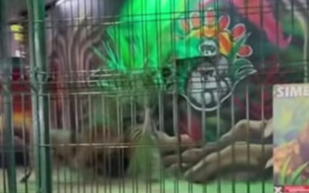 Abogados Animalistas denuncian explotación de fauna silvestre en las Fiestas del Sol de Mexicali.